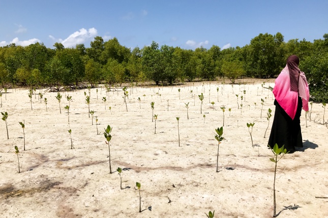 Mangrove forest in Tanzania. Credit: UN Environment Programme via Flickr, CC BY-SA 2.0