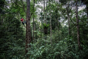Damar trees in Pahmongan village, Indonesia.