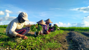 Three people in a field under a blue sky, tending to green plants.