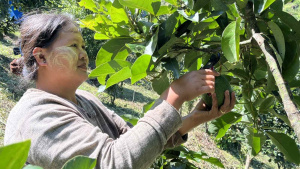 A woman picks an avocado from a tree.