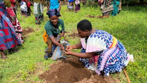 Two women kneel on green grass while preparing to plant tree seedlings, surrounded by other women in colourful patterned clothing.