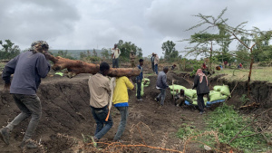 People working on a hillside, using soil bags and check dams for gully control near a large tree trunk.
