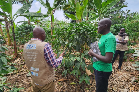 Community member and REDAA team member discussing while looking at a coffee tree.
