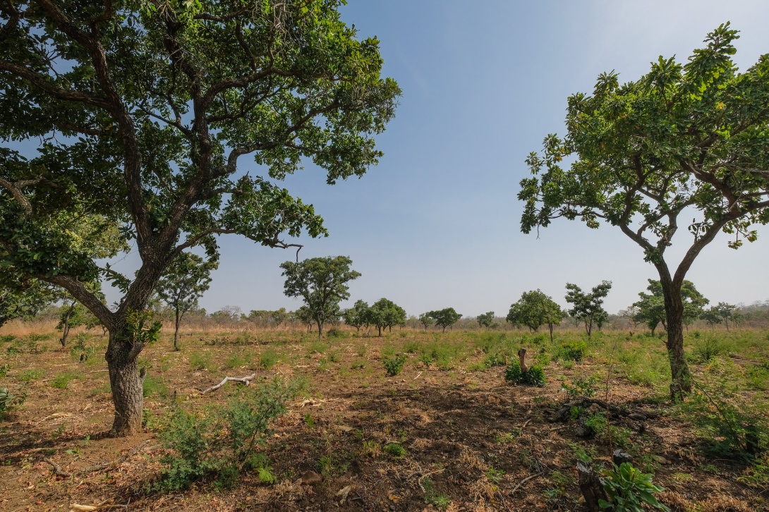 Shea trees and farmland in north western Ghana.