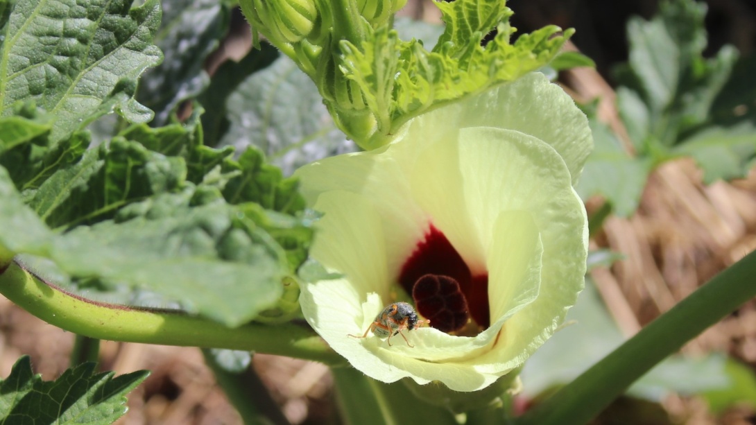 Bettle polinator on Okra plant
