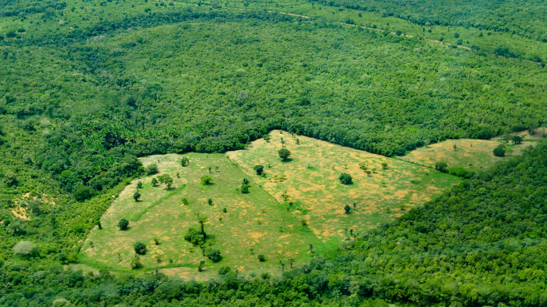 Aerial view of a deforested area with sparse trees, surrounded by dense green forest.