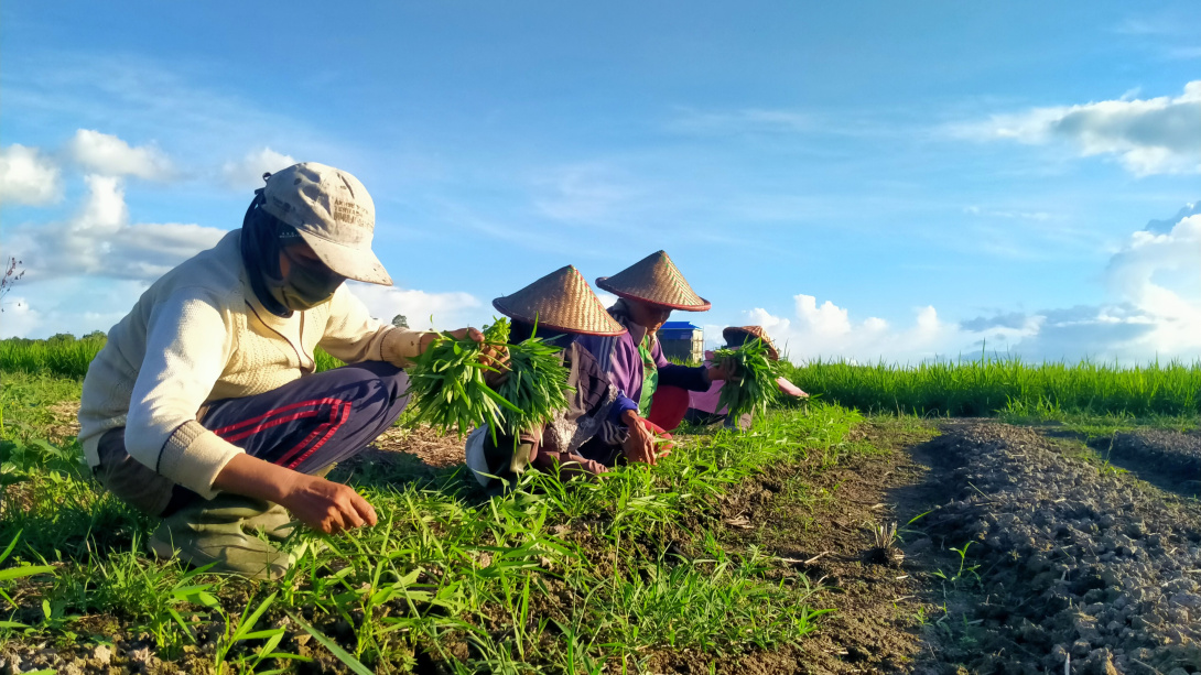 Three people in a field under a blue sky, tending to green plants.